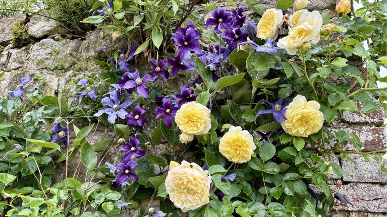 Roses climbing on wall at Ightham Mote's cutting garden